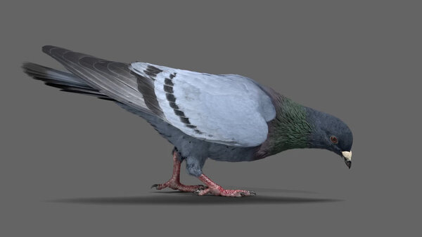 Street Pigeon Pigeon Eating 1 vfx asset stock footage