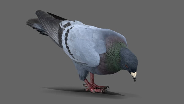 Street Pigeon Pigeon Eating 4 vfx asset stock footage