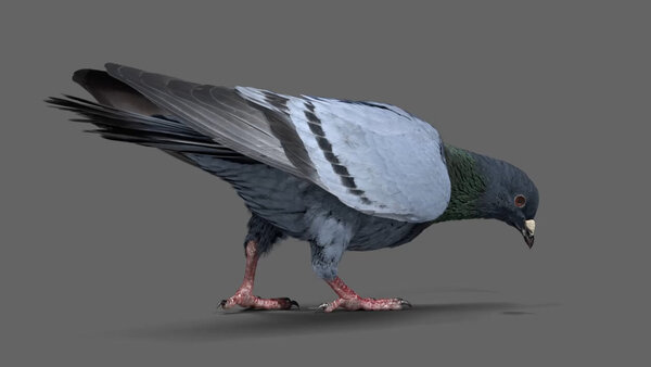 Street Pigeon Pigeon Eating 5 vfx asset stock footage