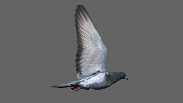 Street Pigeon Fly Cycle Side vfx asset stock footage