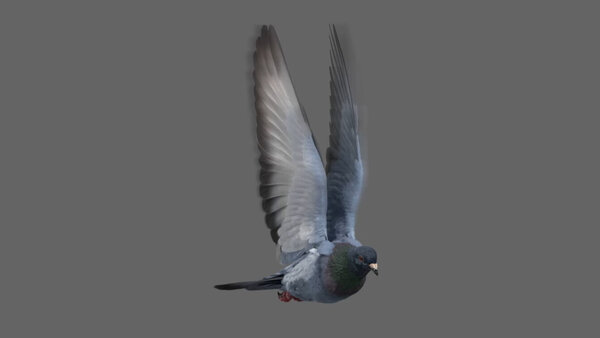 Street Pigeon Fly Cycle Angled Front vfx asset stock footage