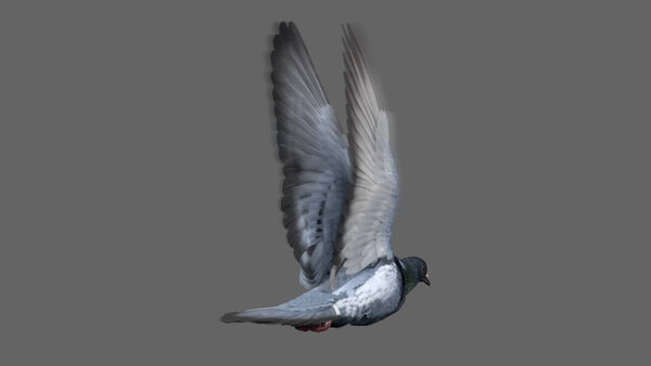 Street Pigeon Fly Cycle Angled Back vfx asset stock footage