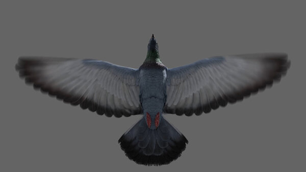 Street Pigeon Fly Cycle Underneath vfx asset stock footage