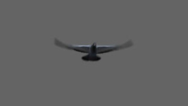 Street Pigeon Flying Toward Cam 1 vfx asset stock footage