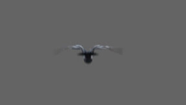 Street Pigeon Flying Away From Cam 1 vfx asset stock footage