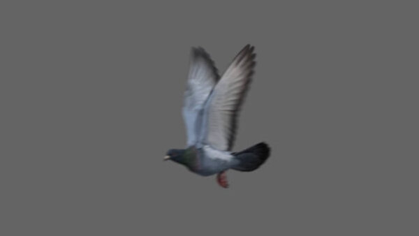 Street Pigeon Pigeon Take Off 2 vfx asset stock footage