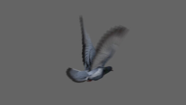 Street Pigeon Pigeon Take Off 3 vfx asset stock footage