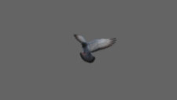 Street Pigeon Pigeon Landing Wide 1 vfx asset stock footage