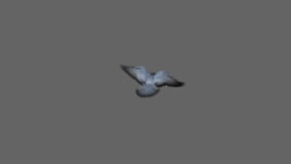 Street Pigeon Pigeon Landing Wide 2 vfx asset stock footage