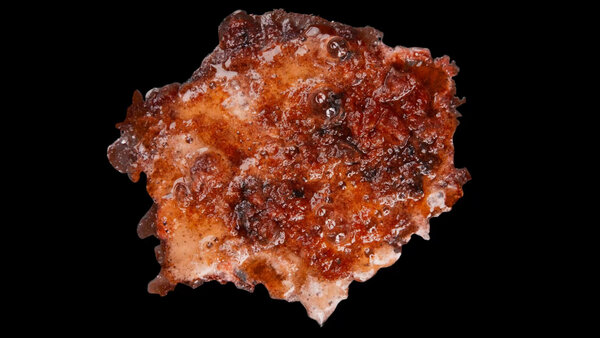 Burning Flesh Burning Flesh 4 vfx asset stock footage