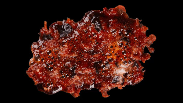 Burning Flesh Burning Flesh 22 vfx asset stock footage