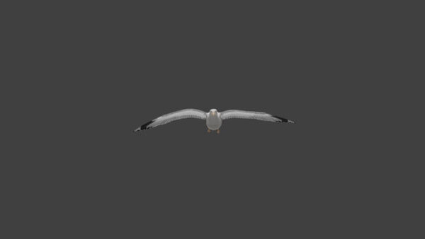 Seagull Seagull Flying 1 vfx asset stock footage