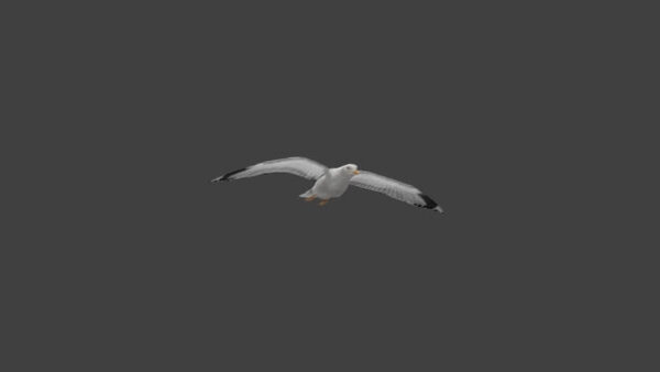 Seagull Seagull Flying 2 vfx asset stock footage