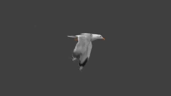 Seagull Seagull Flying 3 vfx asset stock footage