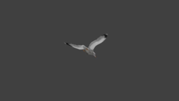 Seagull Seagull Flying 4 vfx asset stock footage