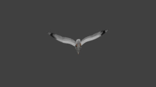 Seagull Seagull Flying 5 vfx asset stock footage