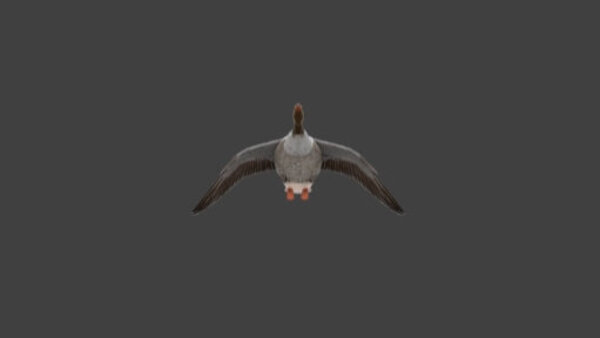Grey Goose Goose Flying 1 vfx asset stock footage