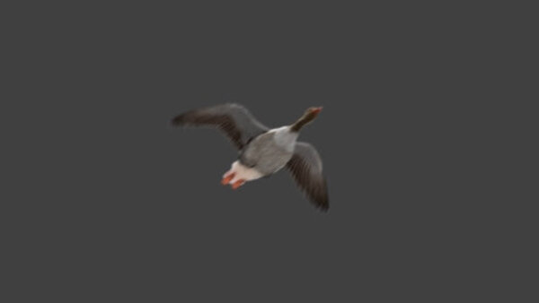 Grey Goose Goose Flying 2 vfx asset stock footage