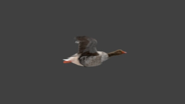 Grey Goose Goose Flying 3 vfx asset stock footage