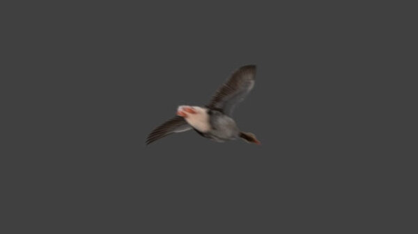 Grey Goose Goose Flying 4 vfx asset stock footage