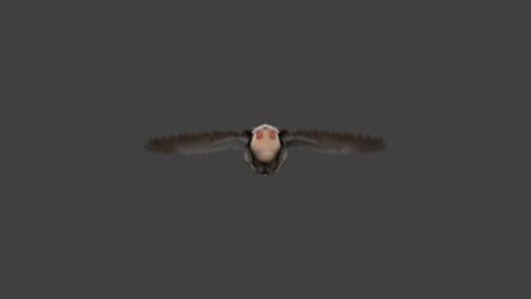 Grey Goose Goose Flying 5 vfx asset stock footage