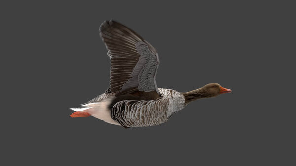 Grey Goose Goose Fly Cycle 3 vfx asset stock footage