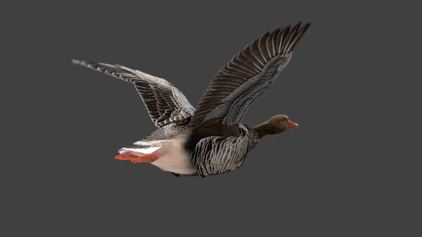 Grey Goose Goose Fly Cycle 4 vfx asset stock footage