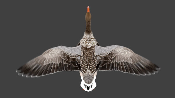 Grey Goose Goose Fly Cycle 6 vfx asset stock footage