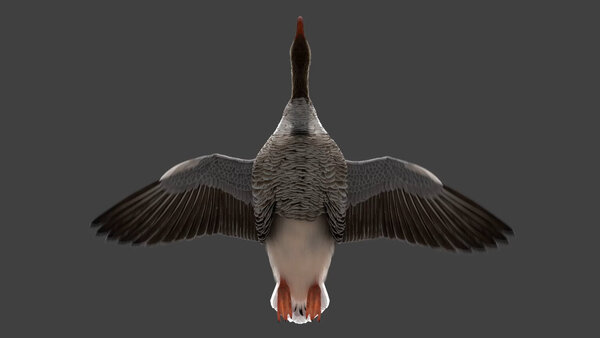 Grey Goose Goose Fly Cycle 7 vfx asset stock footage