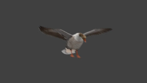 Grey Goose Goose Landing 2 vfx asset stock footage