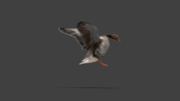 Grey Goose Goose Landing 3 vfx asset stock footage