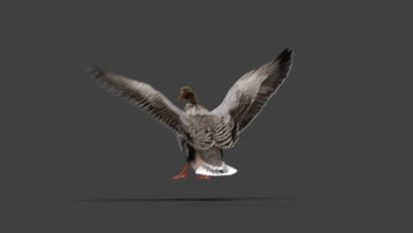 Grey Goose Goose Landing 4 vfx asset stock footage