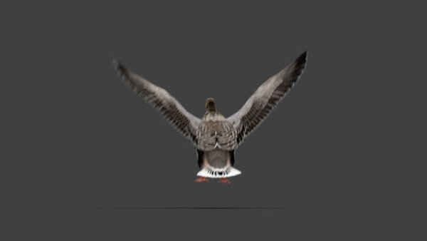 Grey Goose Goose Landing 5 vfx asset stock footage