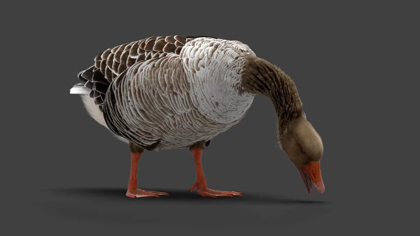 Grey Goose Goose Eating 2 vfx asset stock footage