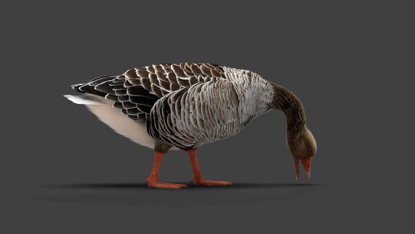 Grey Goose Goose Eating 3 vfx asset stock footage