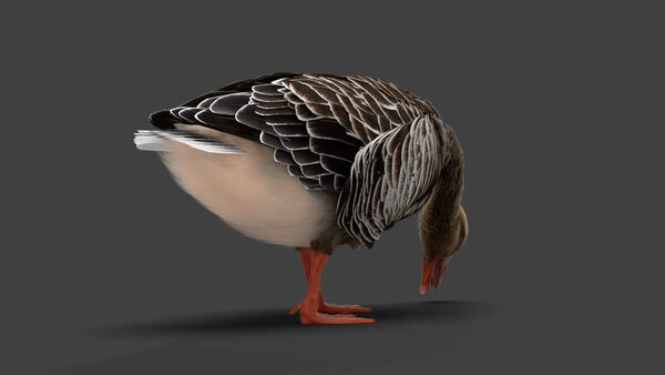 Grey Goose Goose Eating 4 vfx asset stock footage