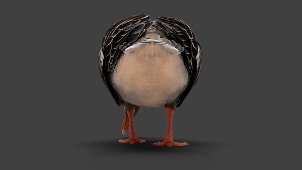 Grey Goose Goose Eating 5 vfx asset stock footage