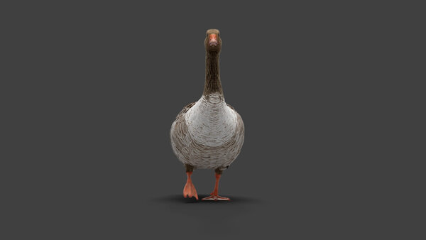 Grey Goose Goose Walking 1 vfx asset stock footage