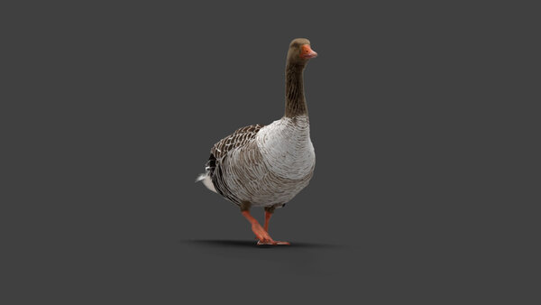 Grey Goose Goose Walking 2 vfx asset stock footage