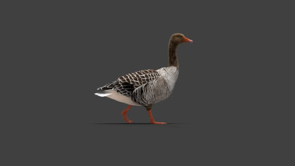 Grey Goose Goose Walking 3 vfx asset stock footage