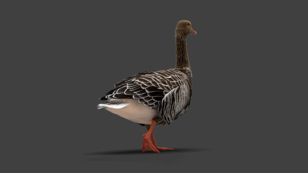 Grey Goose Goose Walking 4 vfx asset stock footage