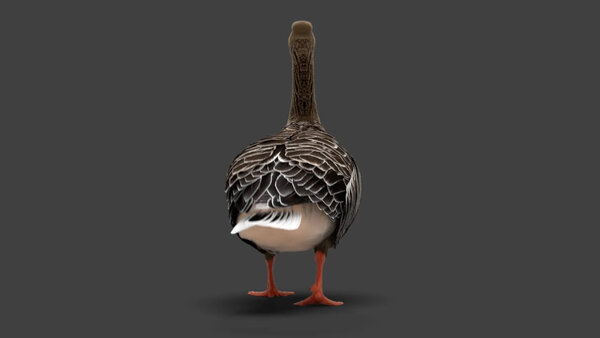 Grey Goose Goose Walking 5 vfx asset stock footage