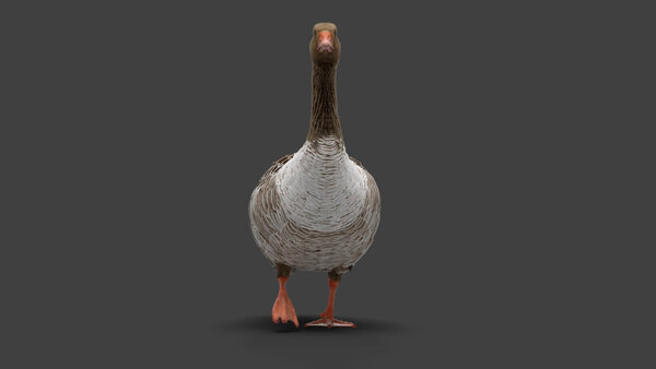 Grey Goose Goose Walk Cycle 1 vfx asset stock footage
