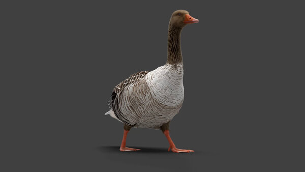 Grey Goose Goose Walk Cycle 2 vfx asset stock footage