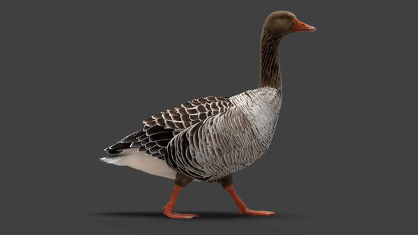 Grey Goose Goose Walk Cycle 3 vfx asset stock footage