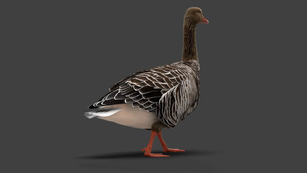 Grey Goose Goose Walk Cycle 4 vfx asset stock footage