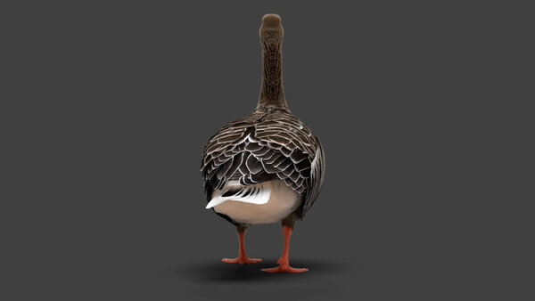 Grey Goose Goose Walk Cycle 5 vfx asset stock footage