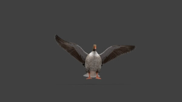 Grey Goose Goose Landing 1 vfx asset stock footage