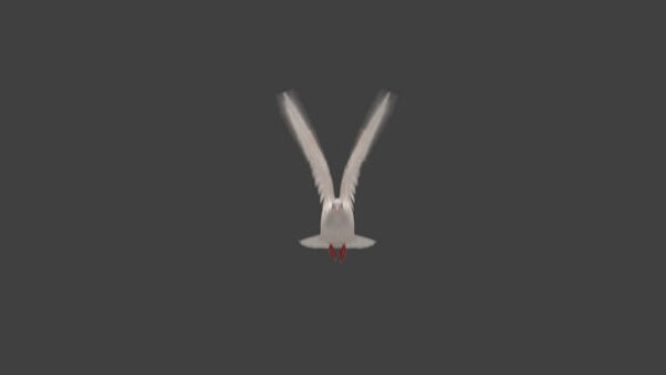 White Pigeon White Pigeon Flying 1 vfx asset stock footage