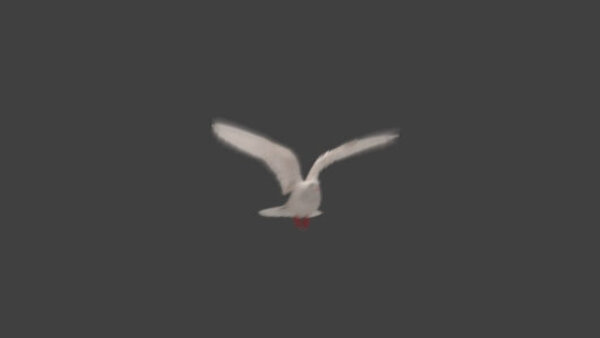 White Pigeon White Pigeon Flying 2 vfx asset stock footage